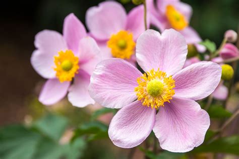 15 Flowering Shade Perennials for Fall