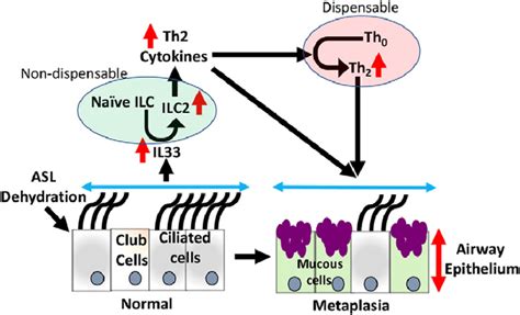 Interaction Between The Innate Lymphoid And Adaptive Immune System In