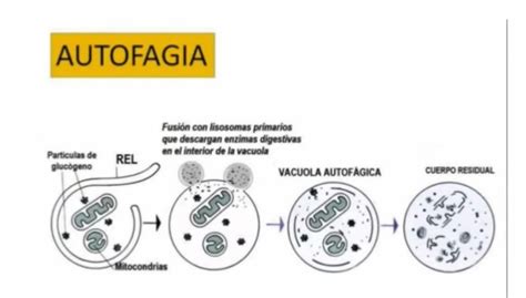 Autofagia El secreto de la eterna juventud vídeo de 6 minutos