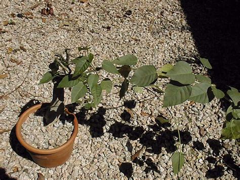 Tree Morning Glory Palo Del Muerto Ipomoea Arborescens