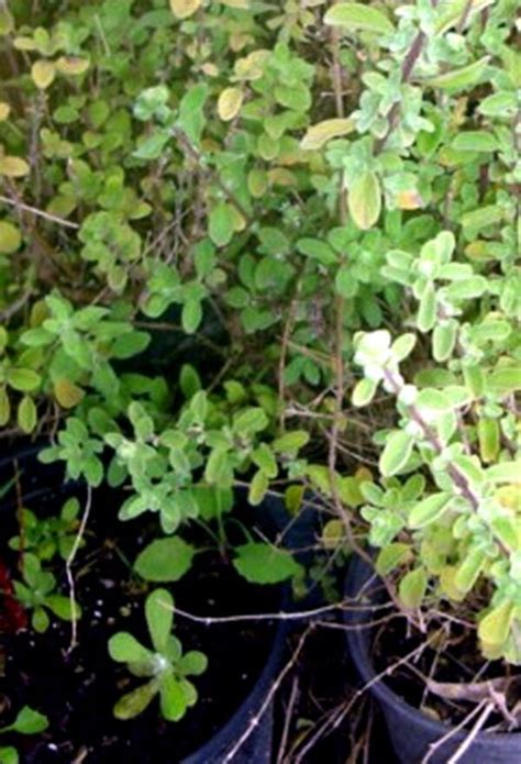 Planta De Origanum Majorana Mejorana Cm