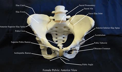 Female Pelvis Diagram Labeled Hot Sex Picture