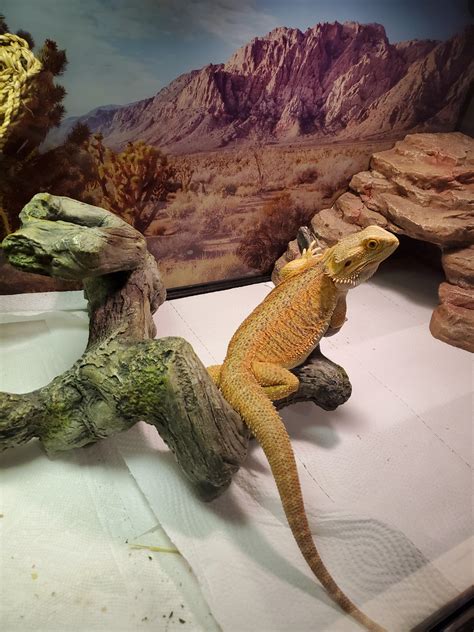 Does Anyone Know What Morph She Is R Beardeddragons