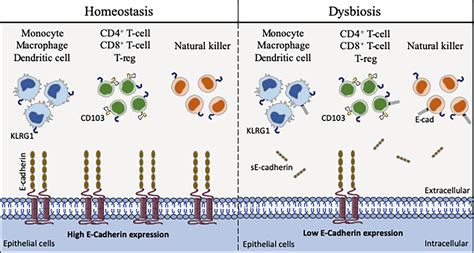 Frontiers The E Cadherin Cleavage Associated To Pathogenic Bacteria