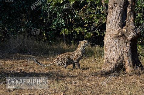 Afripics Leopard Preparing To Climb A Tree