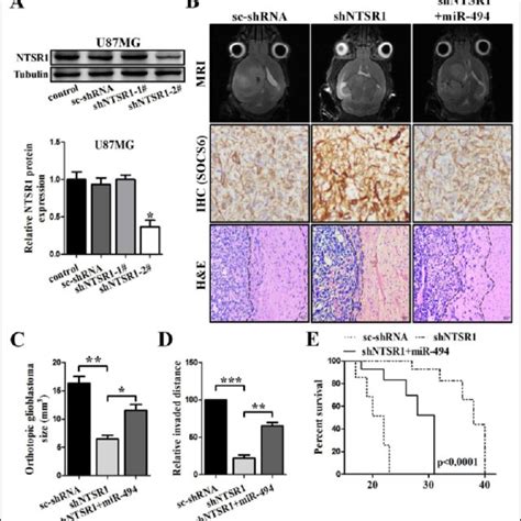 Ntsr Knockdown Suppressed Glioblastoma Invasion Through Mir In