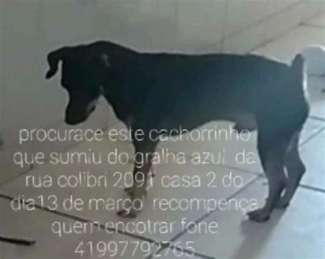 Procura se esse Cachorro Curitiba PR Tico 7 a 11 meses Raça