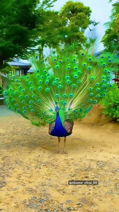 Very Beautiful Peacock 🦚🦚 Dance🥰🥰🥰🥰🤩 Like Kar Do Bhai Please 🙏🙏🙏 Youtube