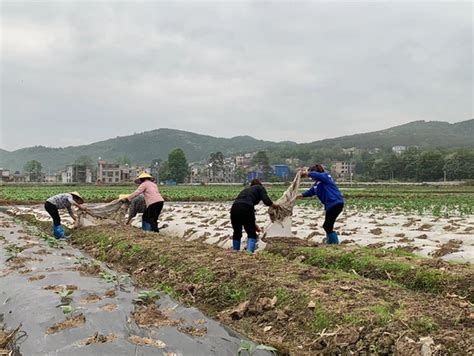 宜章：废旧农膜回收利用 “白色垃圾”变废为宝 新华网