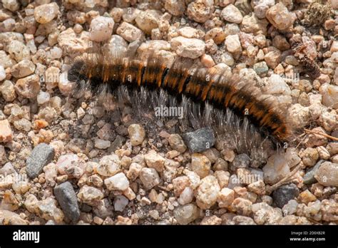 Oruga Naranja Y Negro Fotograf As E Im Genes De Alta Resoluci N Alamy