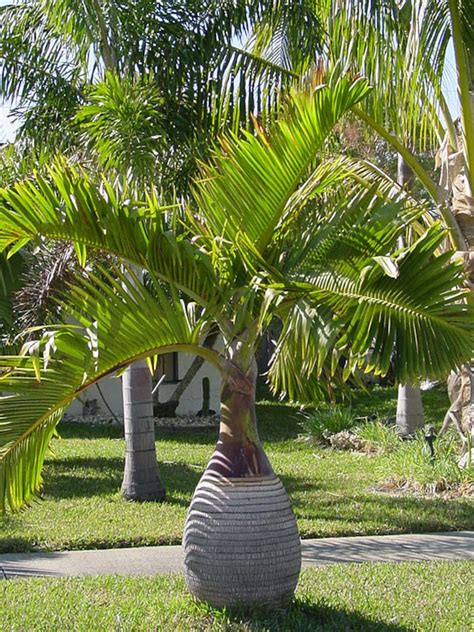 Bottle Palm Tree Hyophorbe Lagenicaulis Seeds Limited Batch Etsy