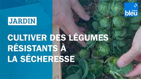 Cultiver Des L Gumes R Sitants La S Cheresse Les Conseils De Roland