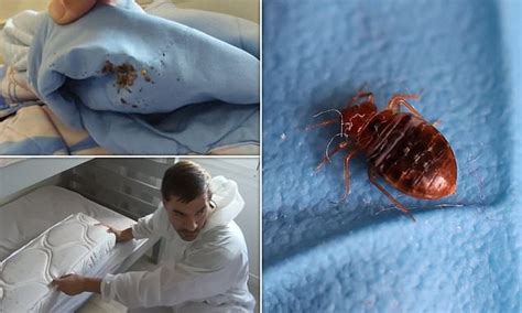 Bedbug Infestation Is Getting Worse With Pest Control Experts Busier