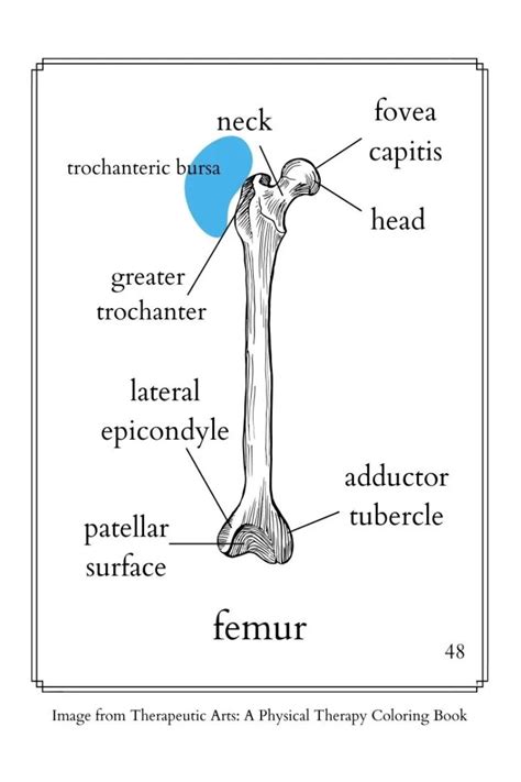 Why YOU Need to Strengthen Your Hip Abduction Muscles and Joint - Good ...