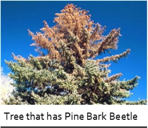 Protect Your Investment By Treating Pine Bark Beetle Behunin Tree