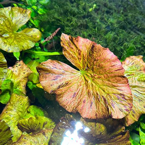 Red Tiger Lotus Bulb | Daku Aquatics