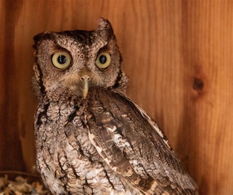 Owls In Texas: 17 Species That You Must-See In This State