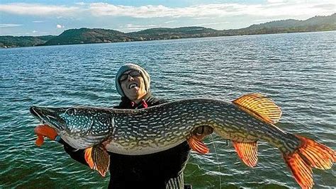 Hérault il pêche un brochet record et le remet à l eau midilibre fr