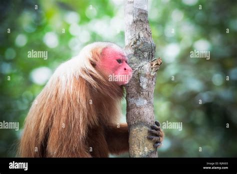 Uakari, red faced monkey in Brazil Stock Photo - Alamy