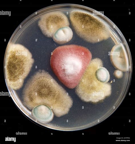 Petri Dish With Culture Of Microorganisms Including Filamentous Fungi