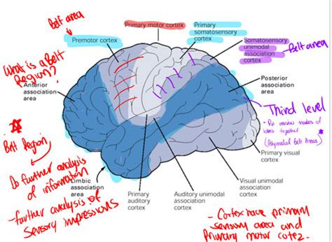 Cerebral Cortex Flashcards Quizlet