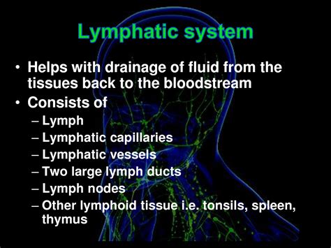 Solution 12 Lymphatic Drainage Of Head And Neck Studypool