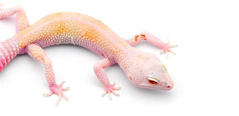 Albino Leopard Gecko Morphs And Special Care Needs