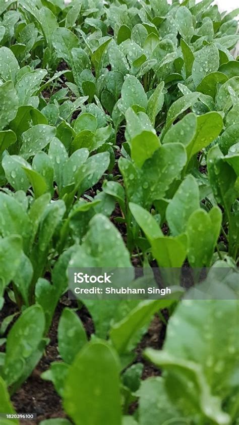 Close Top View Showing Fresh Green Leafy Vegetable Palak Spinach Plants