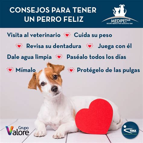 Ventajas Y Desventajas De Tener Un Perro Como Mascota