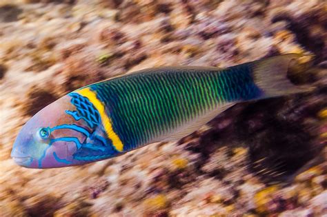 Goldbar Wrasse Terminal Phase Thalassoma Hebraicum Flickr