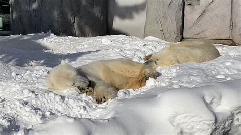 旭川市旭山動物園 公式 On Twitter 本日のホッキョクグマのサツキとルル💤 旭山動物園 Asahiyamazoo