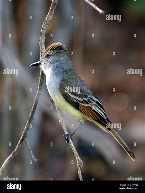 Dusky Capped Flycatcher Myiarchus Tuberculifer Stock Photo Alamy