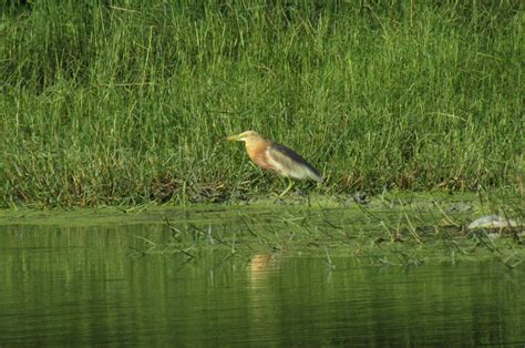 Mengenal Burung Blekok Sawah Yang Mudah Dijumpai