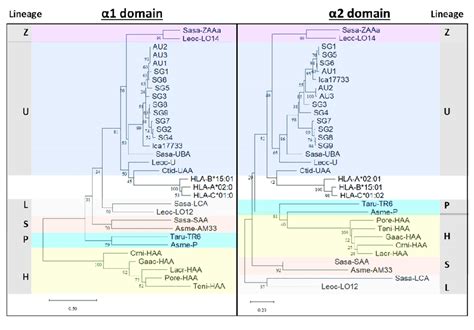 Phylogenetic Trees Based On α1 And α2 Domain Amino Acid Sequences Of