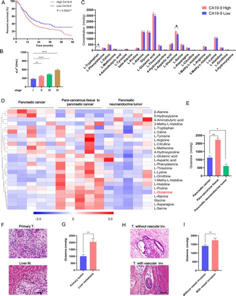 Glutamine Is A Substrate For Glycosylation And Ca Biosynthesis