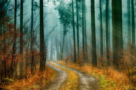 Forest During Dawn · Free Stock Photo