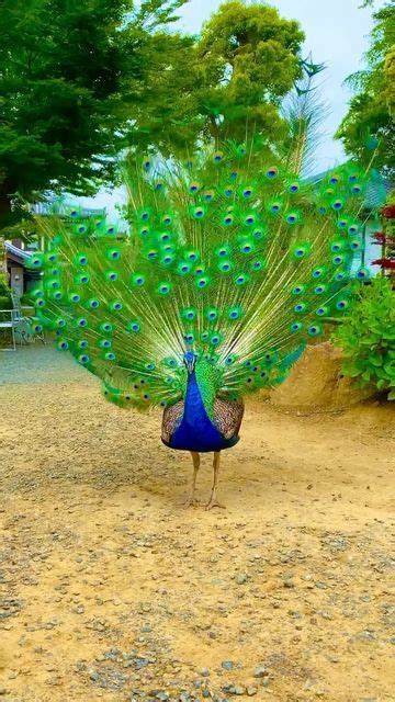 A Peacock With Its Feathers Spread Out In Front Of It S Head And Tail