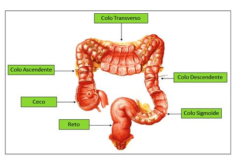 Sistema Digestório Sistemas Aula De Anatomia 2023