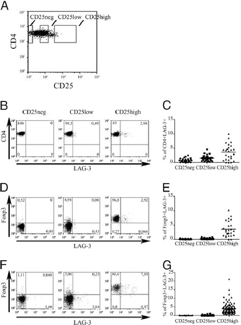 LAG 3 Is Preferentially Expressed By Regulatory CD4 CD25 High Foxp3