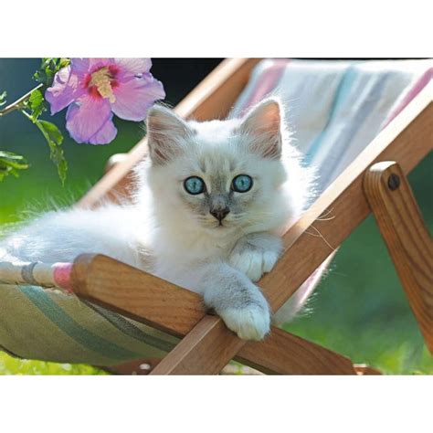 Puzzle Chaton Blanc Pxxl Pour Seniors