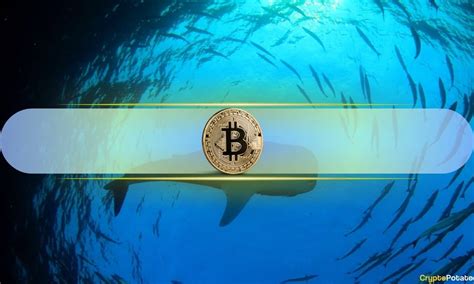 Growing Whale Activity Sent Bitcoin Above 98K But Can BTC Reach 100K