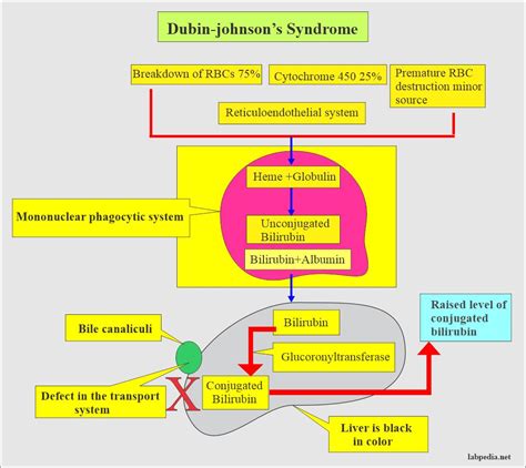 Dubin-Johnson Syndrome, Diagnosis - Labpedia.net