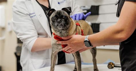 MedVet Blog | Mast Cell Tumors in Dogs