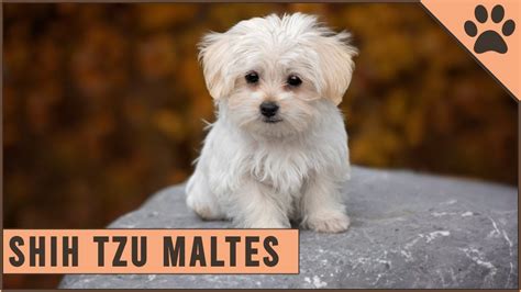 Shih Tzu Maltés Información De Raza De Perro Perros Mundo YouTube