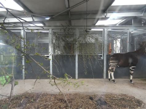 Okapi Indoor Enclosure Zoochat