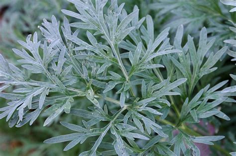 Ajenjo Artemisia Absinthium