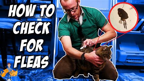 How To Check Your Cat For Fleas It S Super Easy Cat Health Vet Advice Youtube