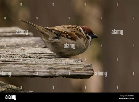 Passer montanus Familia Passeridae género passer gorrión de árbol