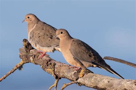 Mourning Doves Affectionate And Egalitarian Birds Marin Independent