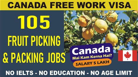 Fruit Picker Jobs In CANADA FREE Visa Sponsorship 2023 Canada S